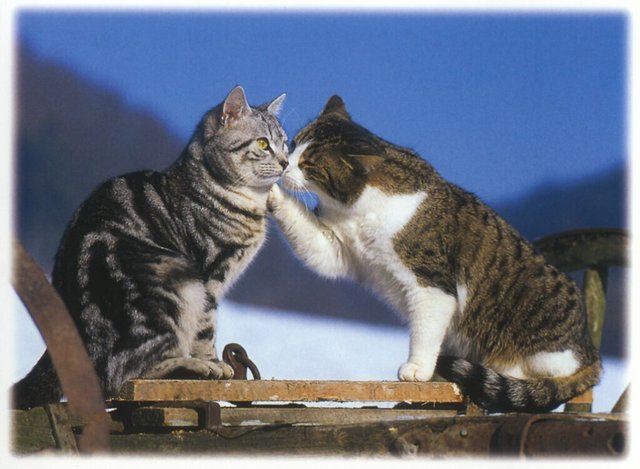 Gatti (368)